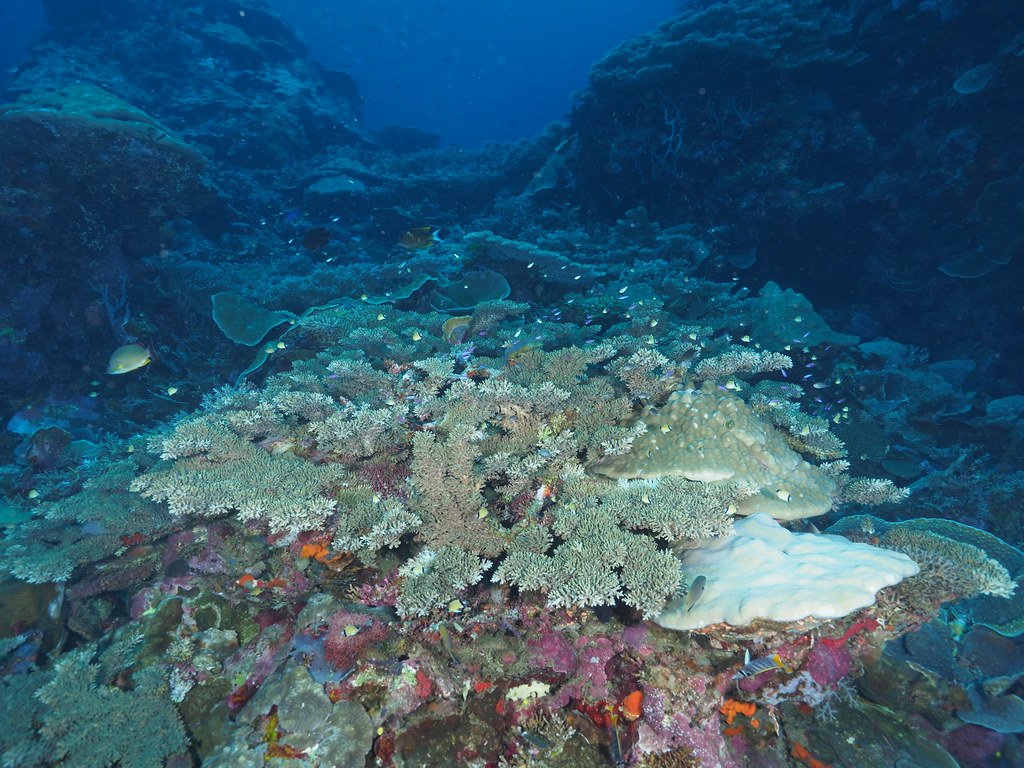 The Coral Triangle, biodiversity