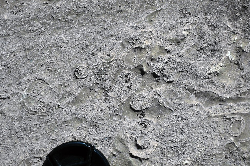 Archaeocyatha, fossils