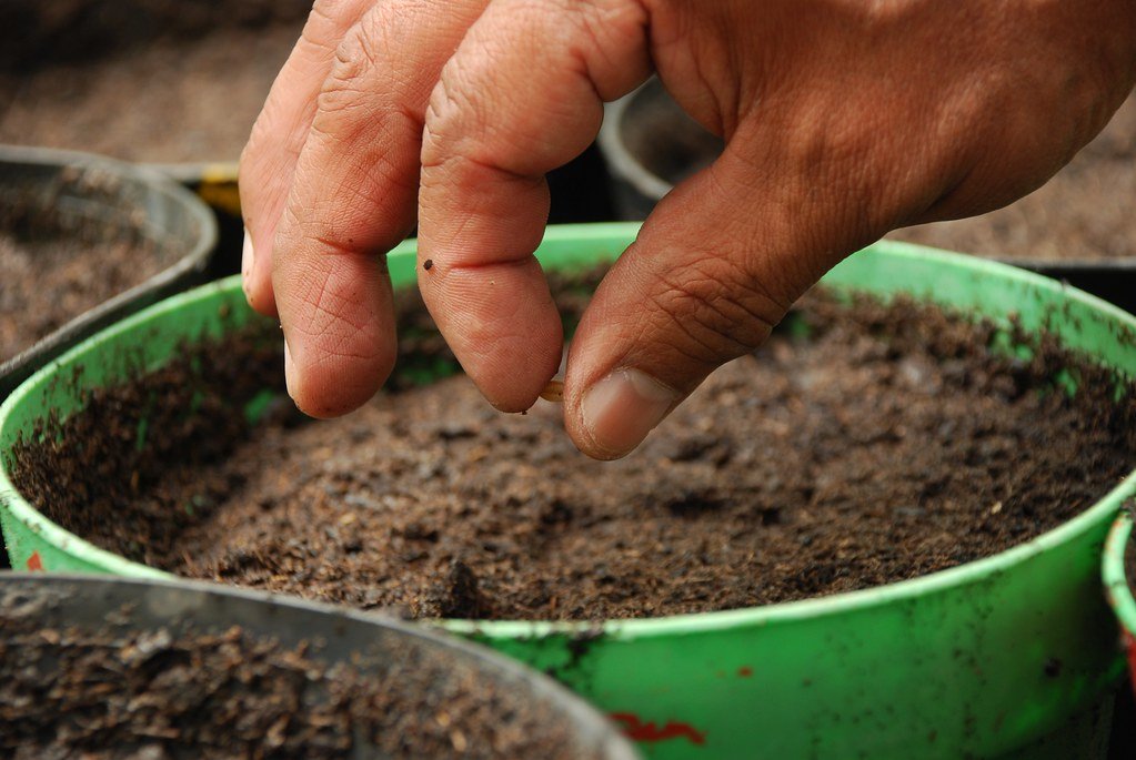 Plant seeds