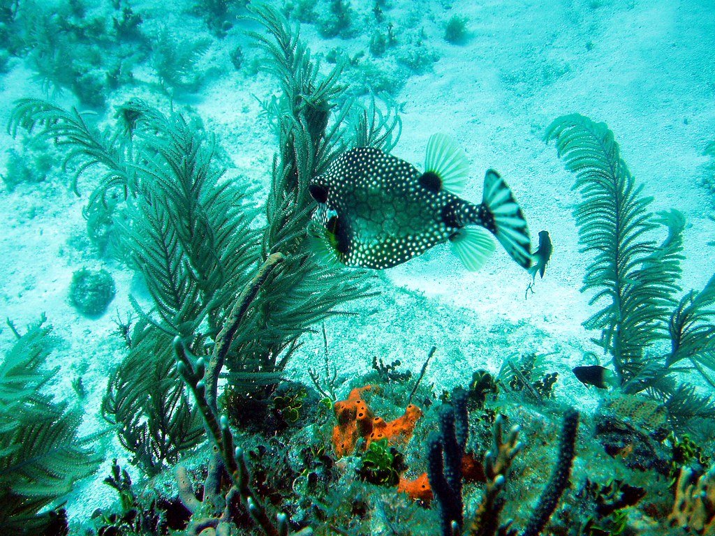 Coral Triangle, biodiversity