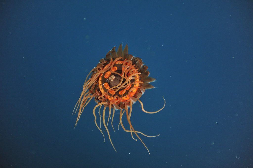 Atolla jellyfish.