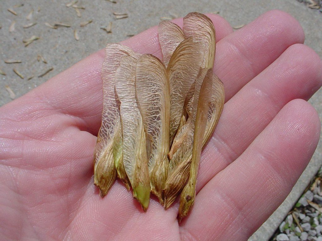 Plant seeds