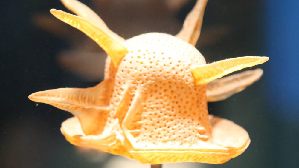 Ceratocorys horrida dinoflagellate magnified 1000 times