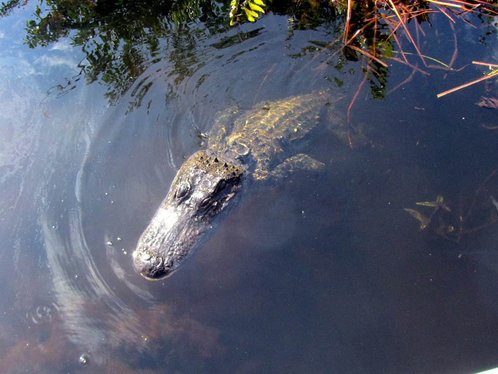 Florida Everglades, alligator