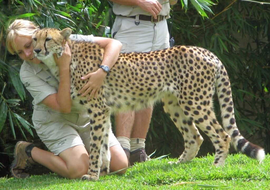Cheetah, zoo animal conservation