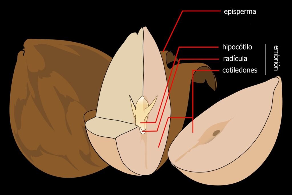 Anatomy of seed