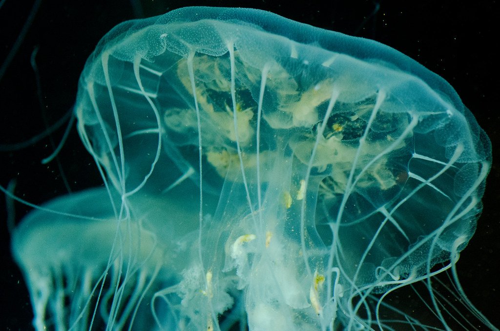 Immortal Jellyfish.