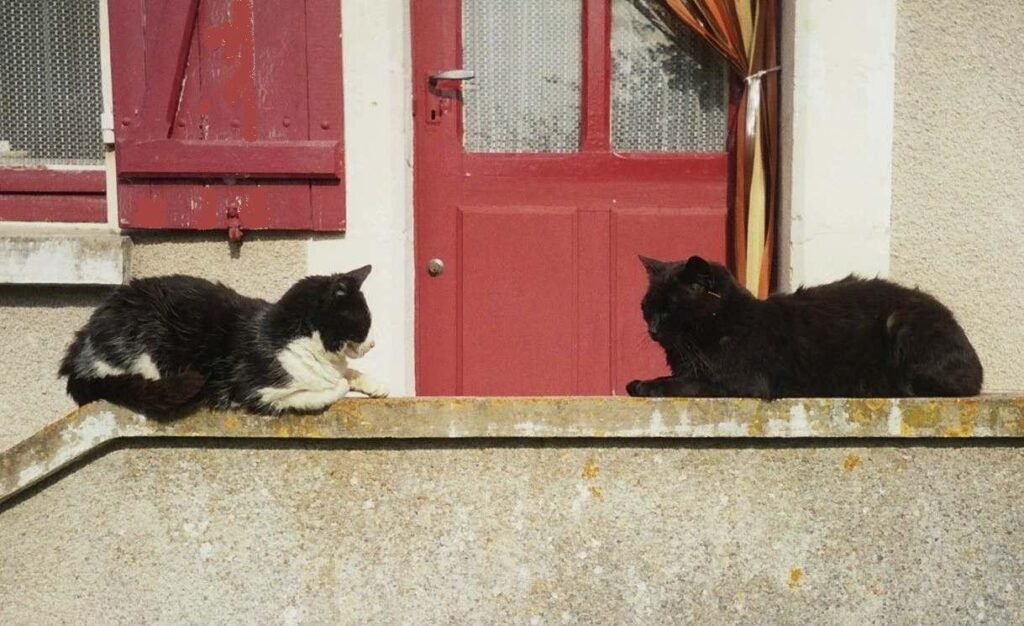 Félicette and another cat.