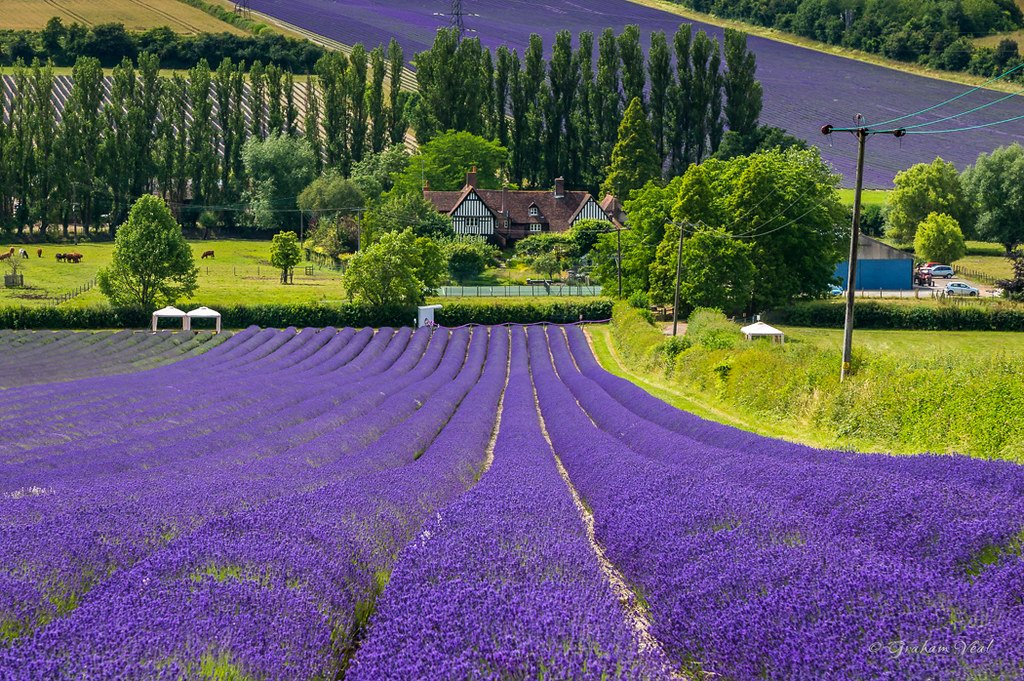 Lavender Fields