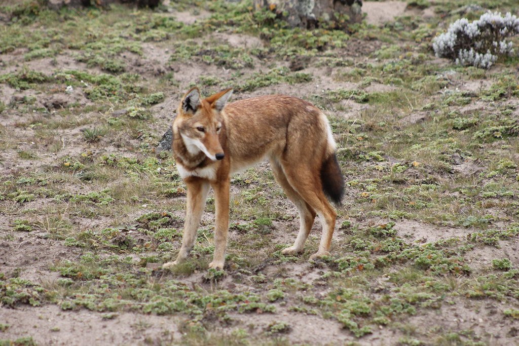 Ethiopian wolf, rare animals