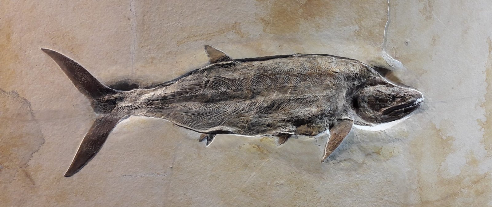 Germany’s ‘Dinosaur Graveyard’: What the Solnhofen Fossils Tell Us About Ancient Life