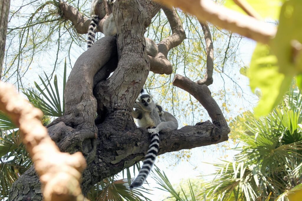 A ring-tailed lemur rests on a tree branch in its natural habitat, surrounded by lush greenery.