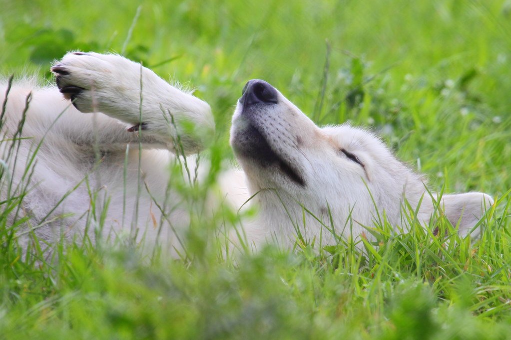 A wolf playing in the grass in the UK Wolf Conservation Trust.