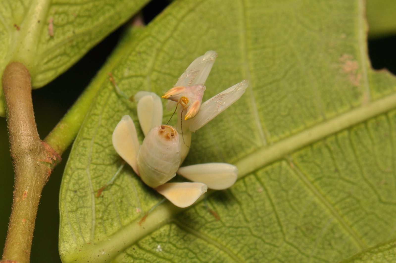 The Mystery of Why So Many Animals Evolved to Look Like Sticks and Leaves