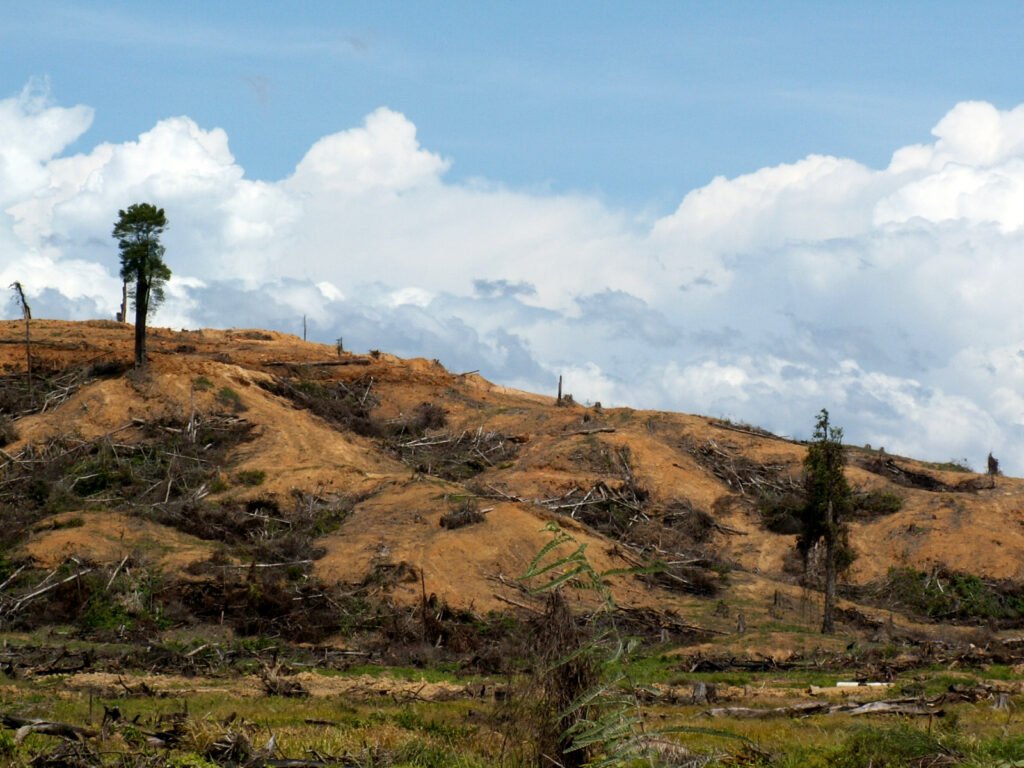 Palm oil plantation