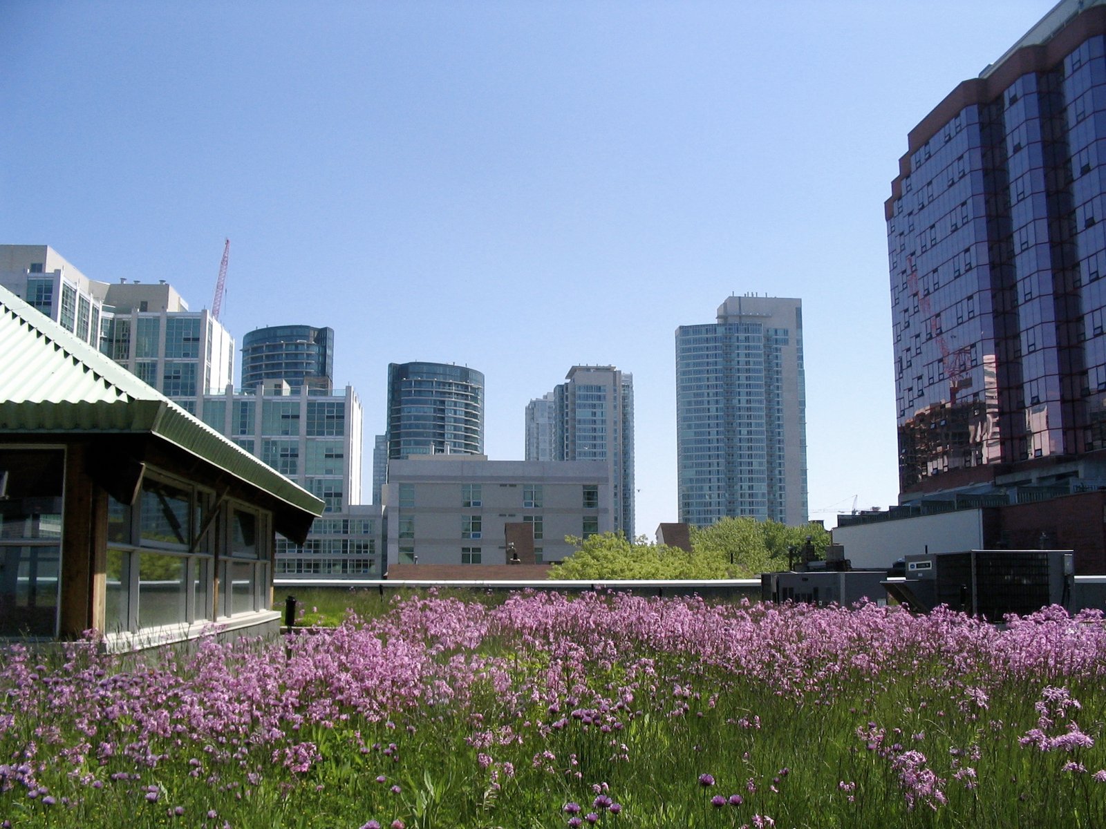 Basel’s Green Roof Revolution: How Switzerland is Leading the Urban Biodiversity Movement