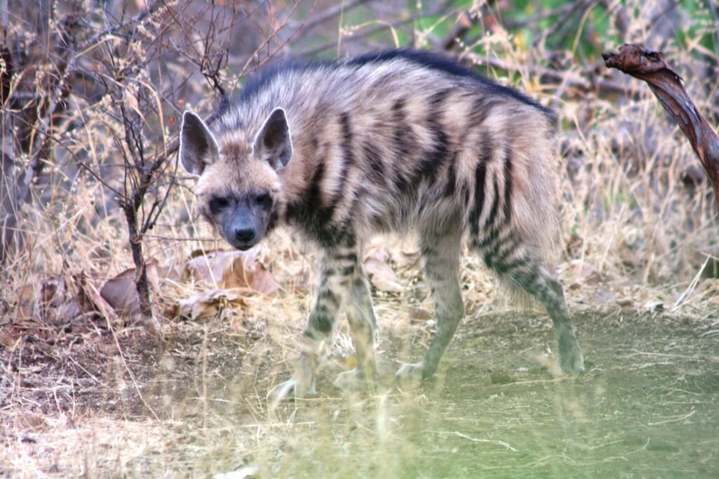 Animal structures, Hyena