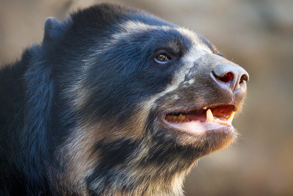 Turbo the Andean Bear.