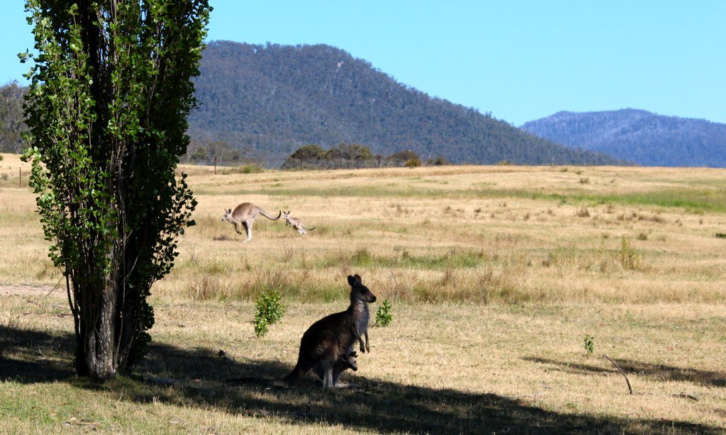 ACT national park, native species
