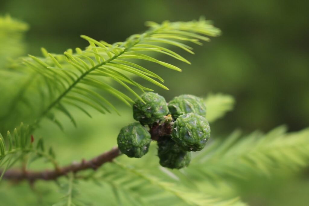 bald cypress, conifer, flora, forest, evergreen, green, nature, tree, plant, pine, leaves, environment, branch, natural, foliage, coniferous, spruce, growth, botanical, green growth, bald cypress, bald cypress, bald cypress, bald cypress, bald cypress