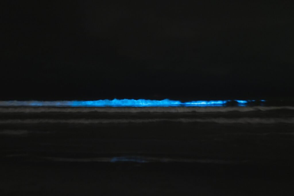 Bioluminescence bay.