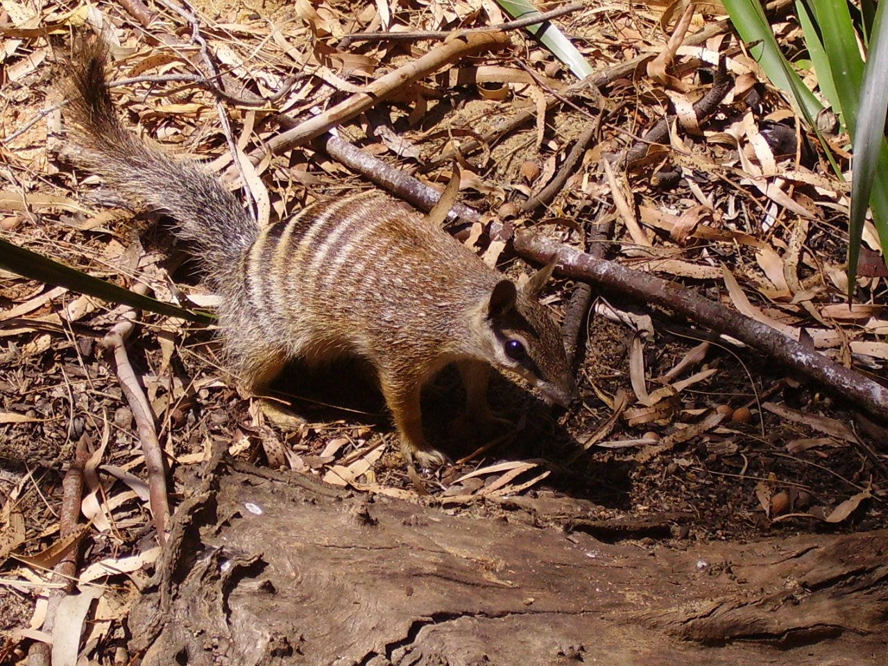 The Last Stronghold of the Numbat: Can Western Australia Save This Endangered Marsupial?