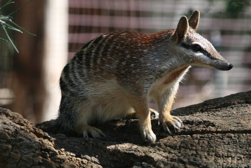 numbat, also known as the noombat or walpurti