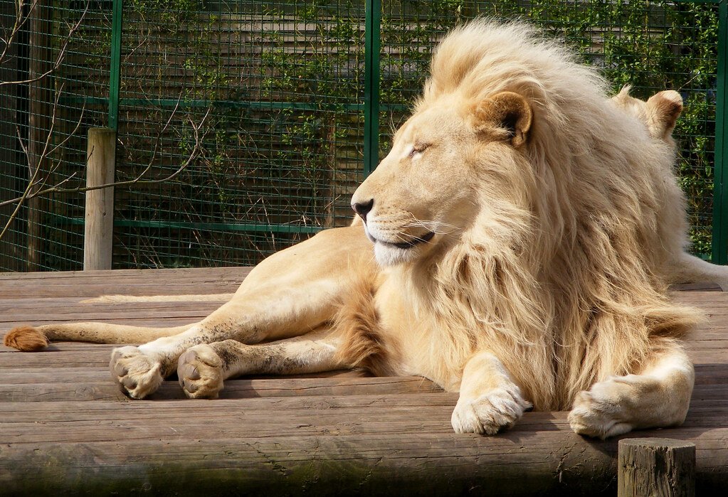 White lion side profile.