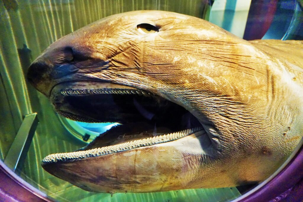 WA Maritime Museum's display of a preserved Megamouth Shark.