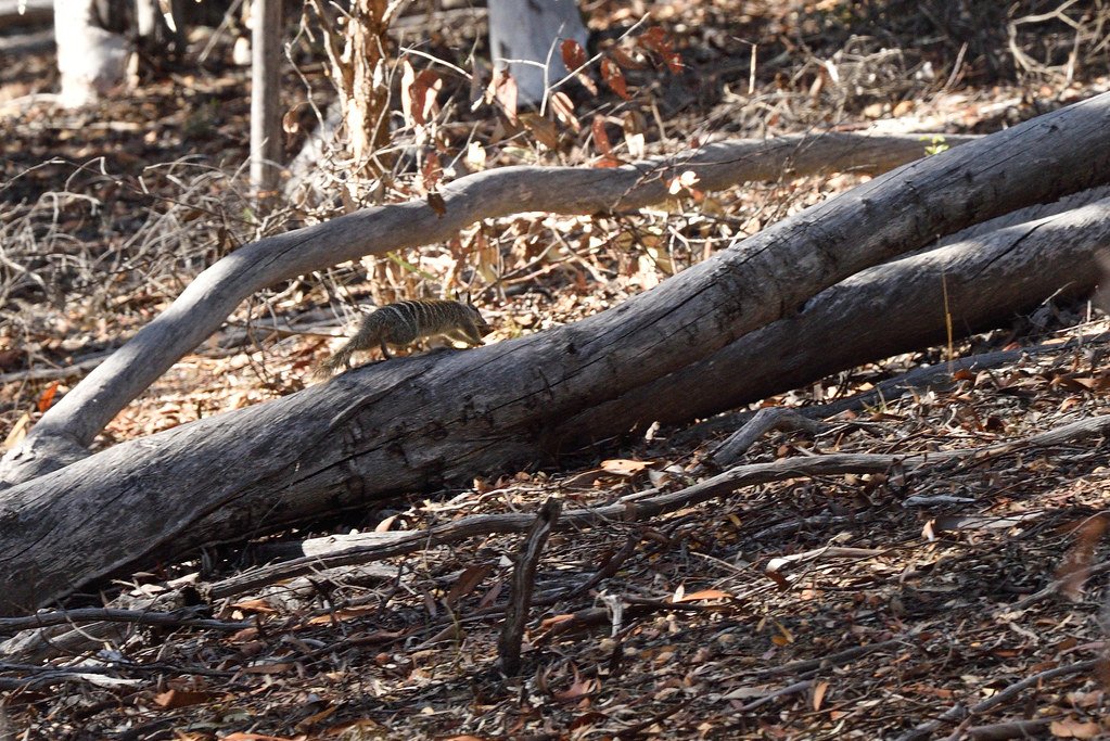 Numbat, Australia, endangered species