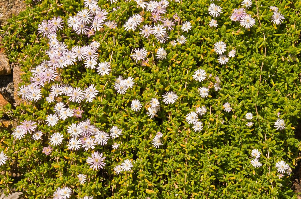 Fynbos on Cape Point.