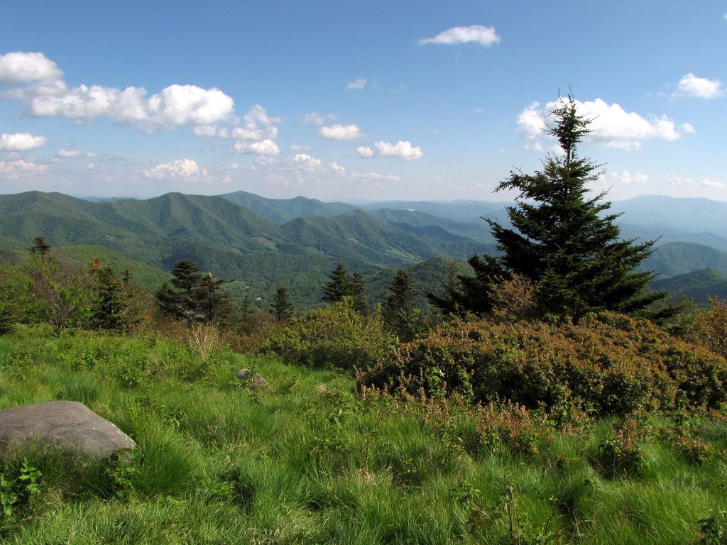 Trees and greenery on the Appalachian Mountains.