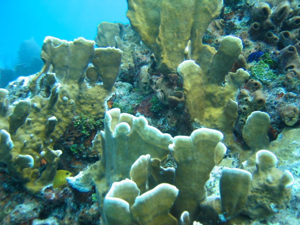 Bleached coral reef in Florida.