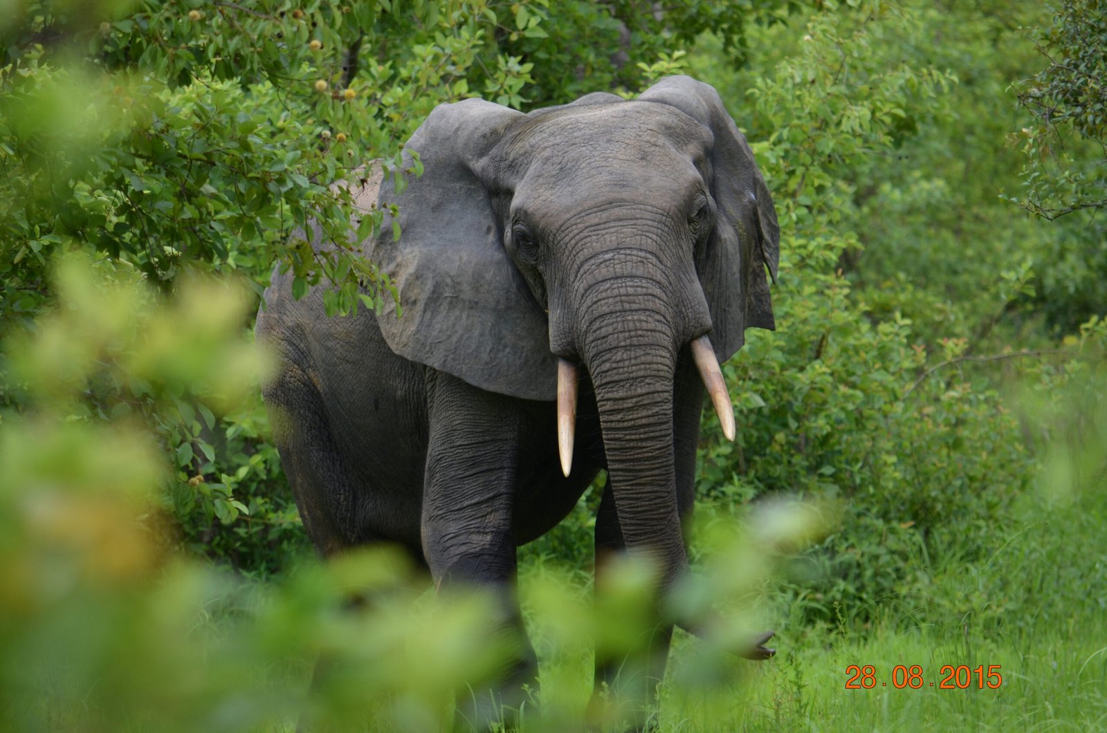 The Secret Lives of Endangered Animals: What We Are Learning From Tracking Technology