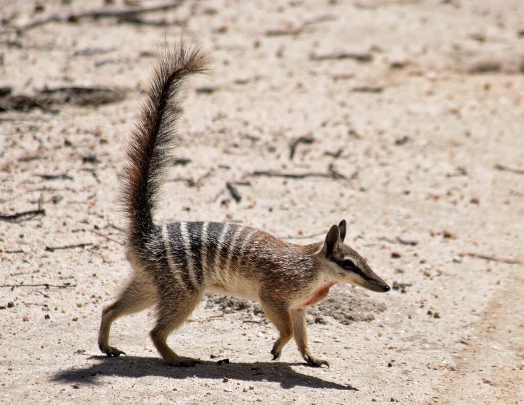 numbat, animal, wildlife, marsupial, mammal, tail, stripes, ant eater, endangered species, fauna, wilderness, wild, nature, dryandra woodlands, western australia, australia, numbat, numbat, numbat, numbat, numbat