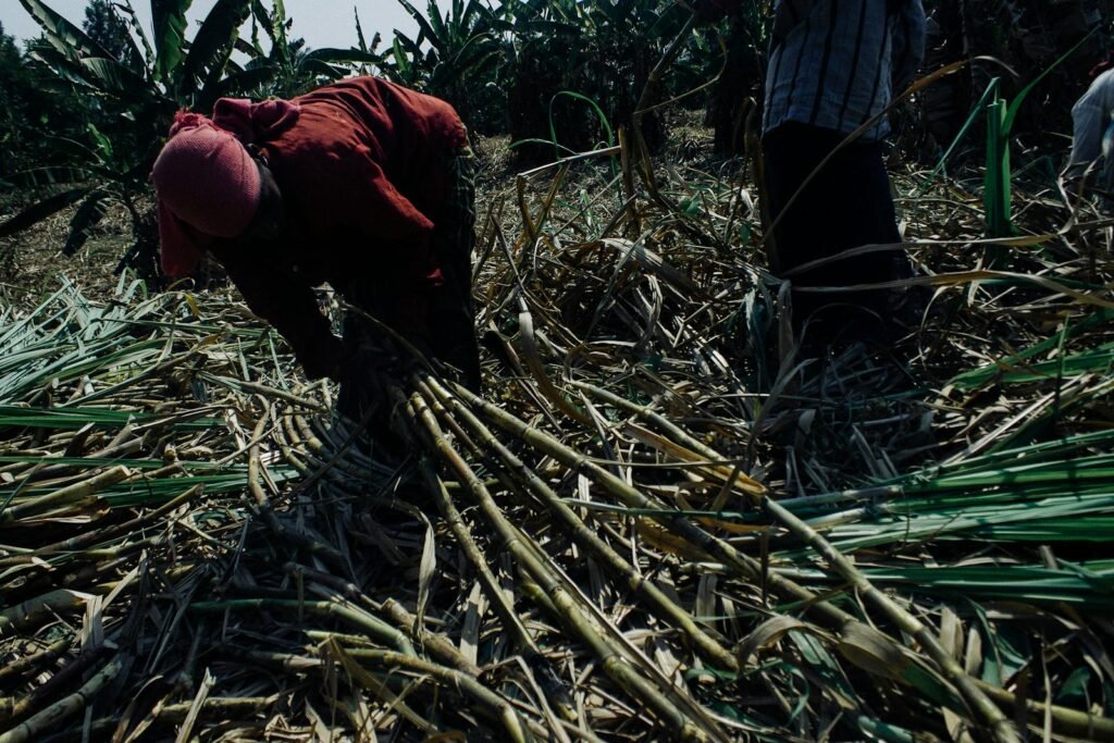 Faceless ethnic people in dirty clothes collecting sugar cane plants on sunny plantation in Asian countryside