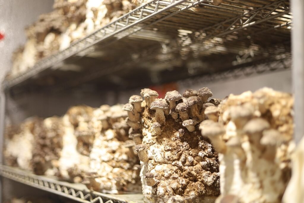 Mushrooms in a storage.