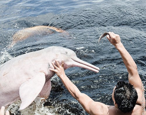 Pink dolphins, Brazil