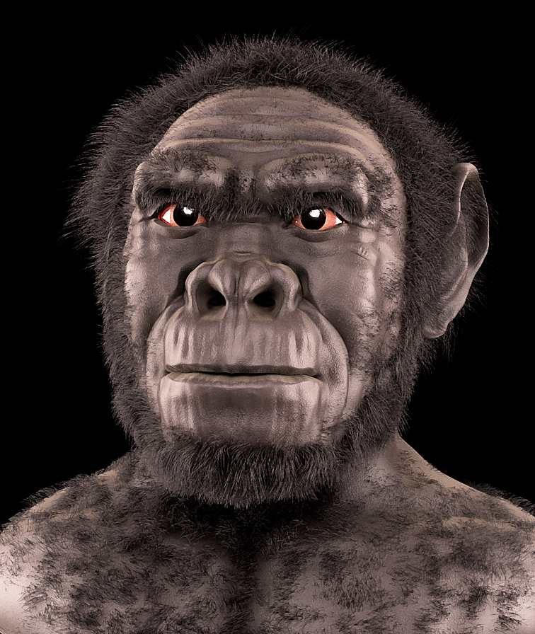 Homo habilis, human evolution missing link