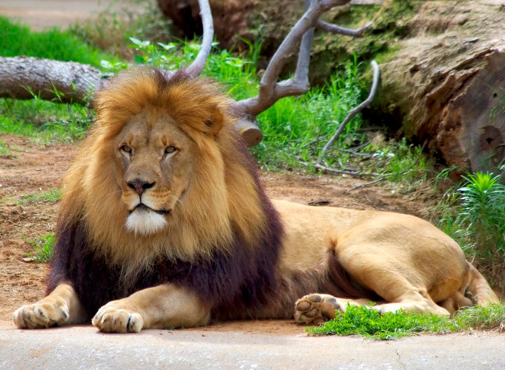 Lion king, African savanna