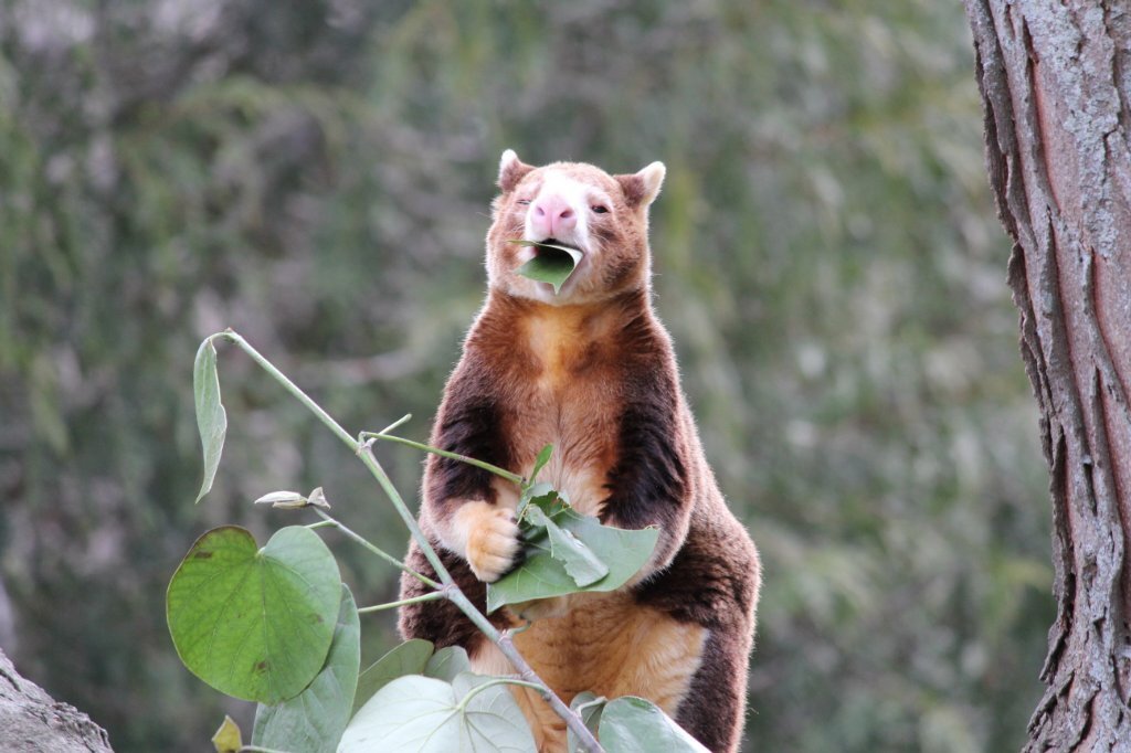 Matschies Tree Kangaroo.