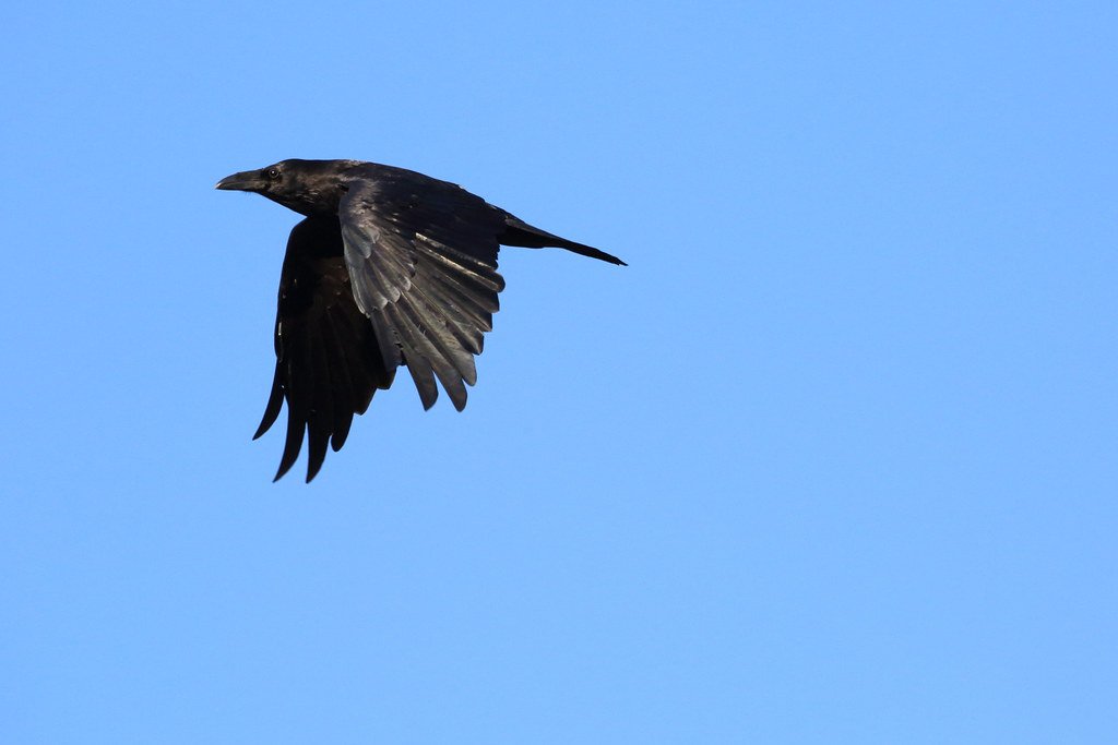 Raven, black birds, animal folklore