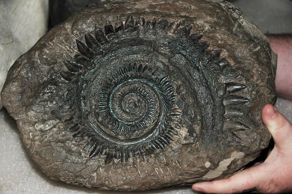 Helicoprion sp. (fossil shark tooth whorl) (Phosphoria Formation, mid-Permian; Gay Mine, Bingham County, Idaho, USA).