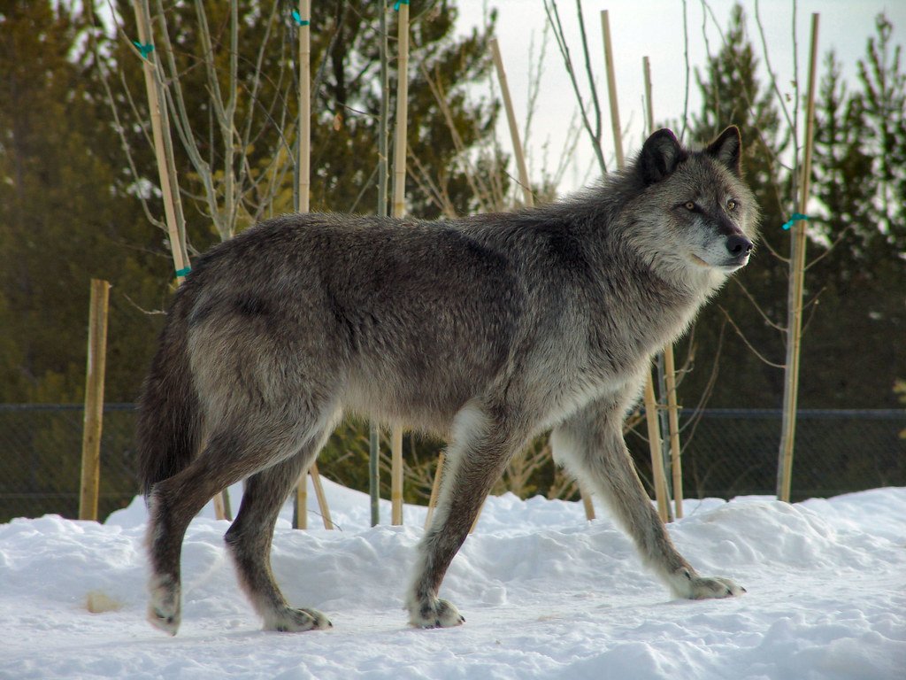 Wolf in the wild