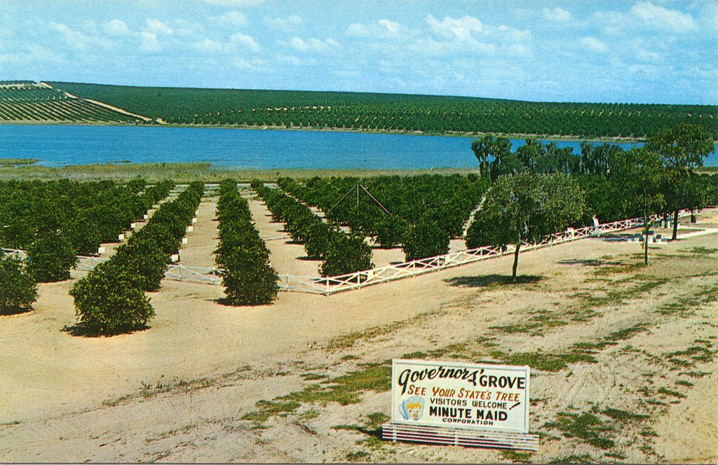 Citrus Groves