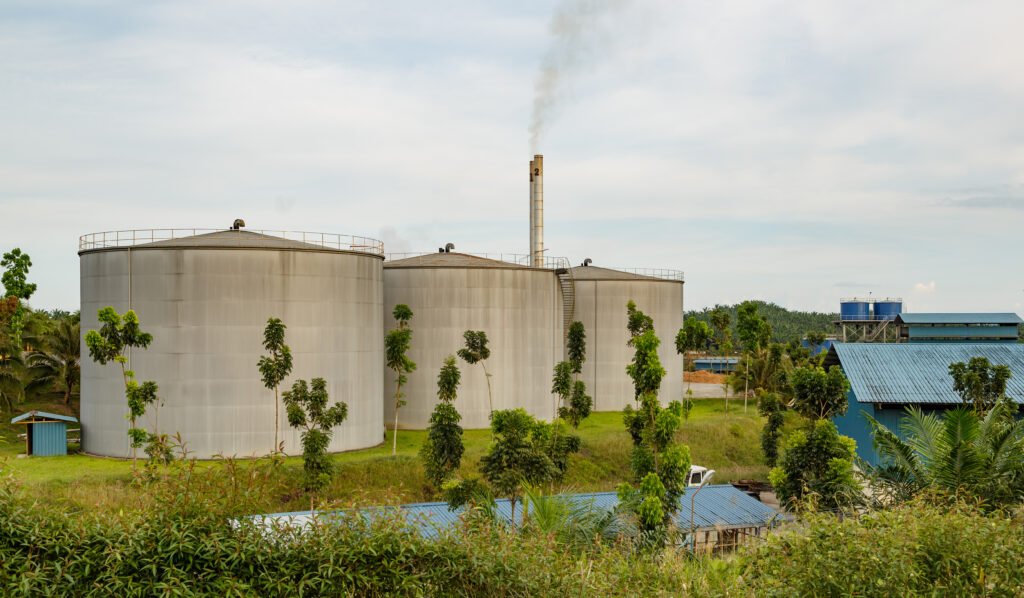 Palm oil plantation