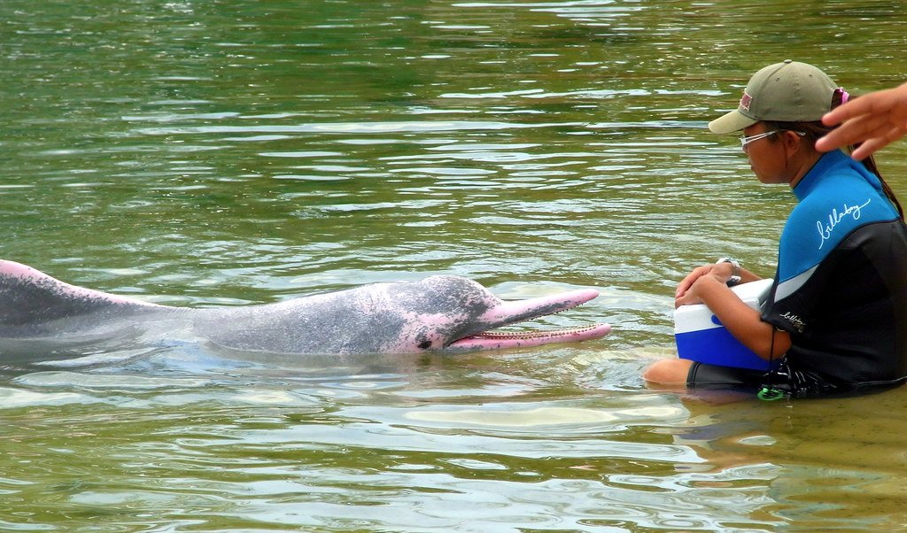 Pink Dolphins