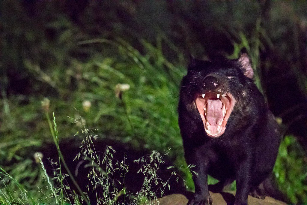 Tasmanian devil baring its teeth.