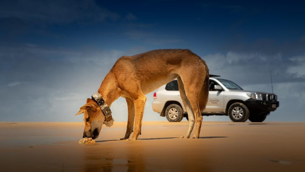 Dingo eating.