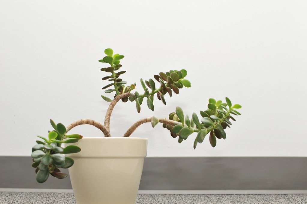 Phototropic plant.